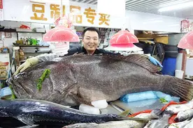 305斤重“石斑王”青岛上架 每斤售价超100元图片