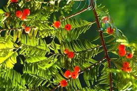 斩断伸向“植物大熊猫”的黑手图片