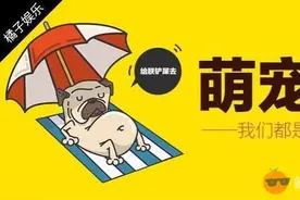 抢猫粮、偷爆米花，这个小浣熊真是动物界的最强吃货！图片