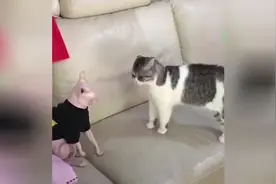 超可爱超好笑的猫咪视频合集，治愈你的不开心！