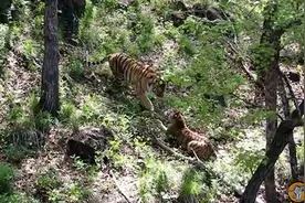 老虎山羊友谊小船打翻后数月 俄动物园为公虎安排相亲图片