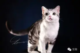 摄影|宠物摄影技巧，如何拍出宠物大片（文末福利：喵咪壁纸）图片