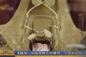 你脸上每个毛孔内都有虫子，放大上千倍就能清楚看到它们的模样视频封面