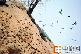 数百只崖沙燕工地土堆上筑巢 等6月底沙燕长大再施工图片