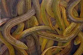 鱼没养好，就是您不知道最适水温！图片