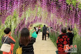 凤凰县塘桥香薰山谷·薰衣草庄园盛大开园图片