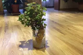 水生红薯花[笑]