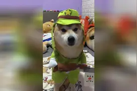 可爱柴犬，伪装成鬼子你以为我就认出来了吗？视频封面