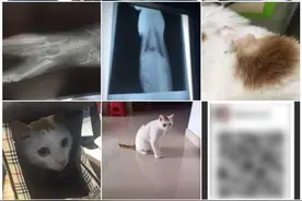 猫咪不会说话，你能识别TA的疼痛吗？图片