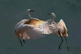 中译英要让句子“情投意合”图片