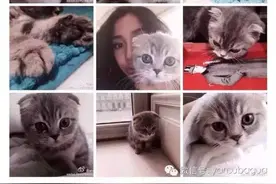 Angelababy和小四养猫前，一定不曾了解折耳猫的痛图片