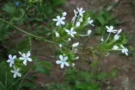 新知丨白花丹与蓝花丹图片