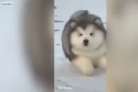 肉呼呼的哈士奇幼崽