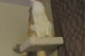 猫咪好像听到楼上有声音，跳到高处就不下来了！