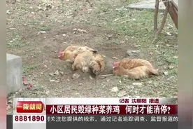 小区居民毁绿种菜养鸡 何时才能消停？视频封面