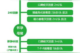 复杂疾病环境下如何做好防控？免疫程序设计有门道图片