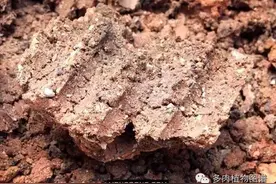 烧过的煤渣千万不要扔，这可是养多肉的好植料！图片