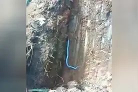 实拍广西挖掘现场挖出一条深蓝色巨蛇