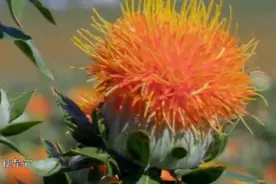 活血化瘀的红花采摘也有有讲究的