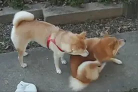 两只汪星人自由恋爱全过程，实在太可乐了！