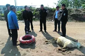 西海岸居民放羊遇意外 废弃电线漏电撂倒四只羊图片