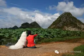 今天只是让大家默默的看图，能当壁纸的萨摩耶美图图片