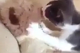 “霸道”猫咪强吻泰迪熊视频走红网络图片
