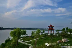 呼吁：请大家不要乱栽种毛白杨了，为了大家的健康图片