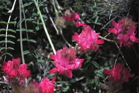 漫山野花，不忍下脚图片