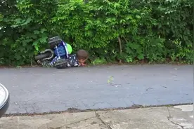 老哥这车技也真是稳，直直的往树上撞啊！请问是哪个驾校毕业的？