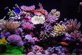 要出远门了，海缸托管必知13条图片