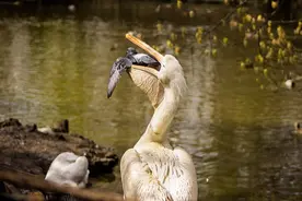 悲催!俄动物园鸽子欲觅食不料惨成鹈鹕大餐图片