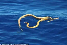 灭绝海蛇现海岸好稀奇 海蛇数量减少图片