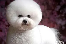 狗狗为什么夹尾巴？什么意思？图片
