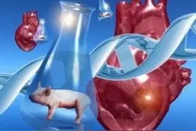 日媒：日本将允许人体移植猪等动物细胞图片
