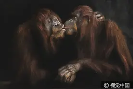 摄影师捕捉动物微妙情感，猩猩接吻狮子拥抱萌化人心图片