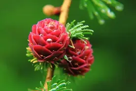 观赏落叶松，何必去日本？建始长岭岗一样美爆了！图片