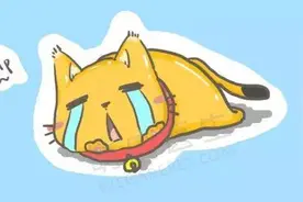 到底该不该给猫咪带项圈？图片