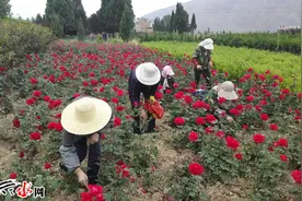 甘谷：两代人的“月季梦”图片