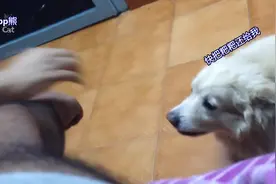 一只被抚摸就不能停下来的狗狗，和妈妈吵架的样子超可爱视频封面