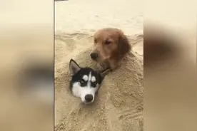 金毛犬沙滩挖坑埋自己，也帮哈士奇挖了一个视频封面