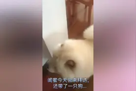 两只狗狗初次见面，很亲近啊，真的是好开心的