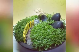 家里这4种水果的果核都能养成好看的盆栽，吃完别丢了视频封面