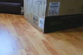 比较稀有的狐狸品种，它们很胆小