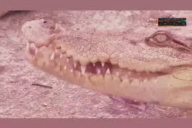 养鸡场里养鳄鱼，一年创收1000万，一天要吃几车猪肺，食量真惊人视频封面