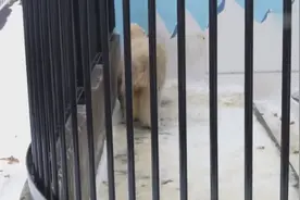 放我出去！北极熊见到饲养员后，躁动不安视频封面