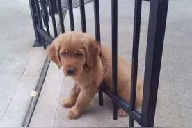 汪星人花样作死：蠢萌达到新高度图片