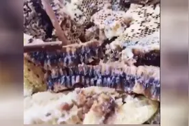 老蜂巢蜜和新蜂巢蜜的区别，叫你流口水的蜂蜜多汁、透亮、花香视频封面