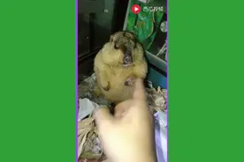 学习了，只有这样子养土拨鼠，土拨鼠才能被驯服的老老实实视频封面