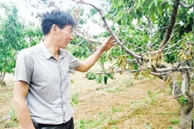 遭受冻害果树死亡 尚岩村樱桃减产8成图片
